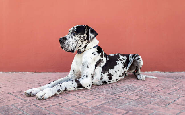 Side view of adorable calm Harlequin Great Dane dog sitting on paved street  near red wall and looking away — rest, animal - Stock Photo | #459114016