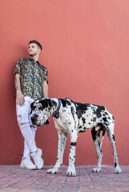 Proprietario maschio in piedi con grande Arlecchino Grande cane danese durante una passeggiata in città e guardando altrove — Foto stock