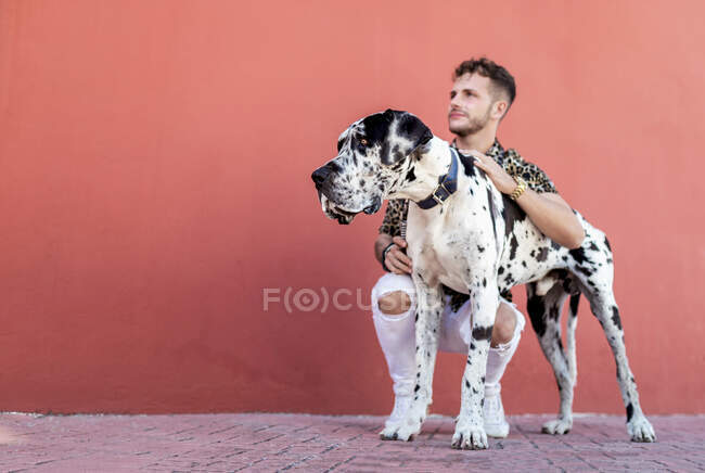 Young bearded guy in stylish outfit sitting on haunches and stroking obedient Harlequin Great Dane dog against red wall on street — Stock Photo