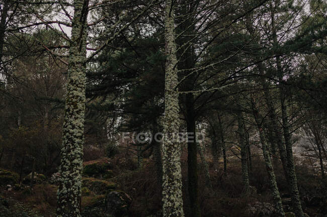 Árboles altos de coníferas con líquenes en troncos que crecen en densos bosques en clima frío en Cádiz España - foto de stock