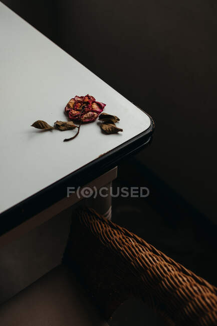 From above of red rose flower with dried leaves and petals placed on table in room — Stock Photo