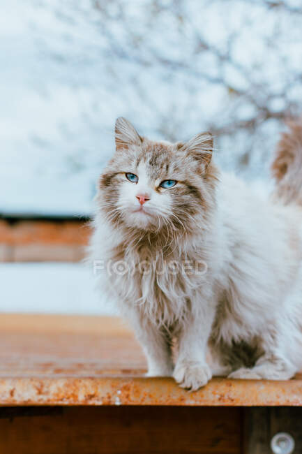 Adorable kitted regardant la caméra tout en s'asseyant sur le toit — Photo de stock
