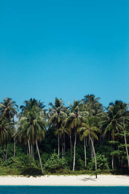 Picturesque view of idyllic island with tropical green trees on sandy beach surrounded by blue sea against clear sky in Indonesia — Photo de stock