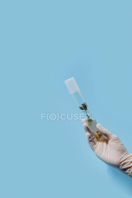Crop unrecognizable scientist with plant in plastic tube on blue background in studio — Fotografia de Stock