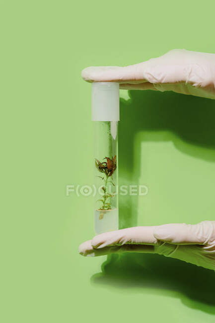 Crop unrecognizable scientist with plant in plastic tube on green background in studio — Stock Photo