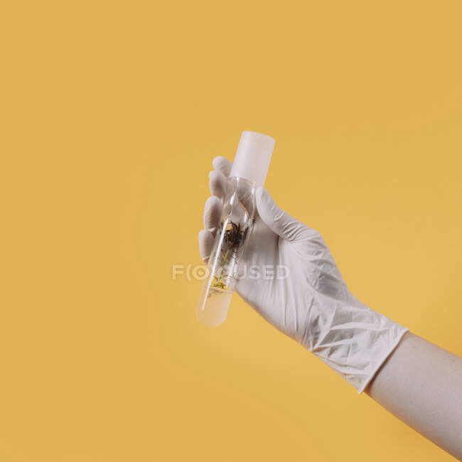Crop unrecognizable scientist with plant in plastic tube on yellow background in studio — Photo de stock