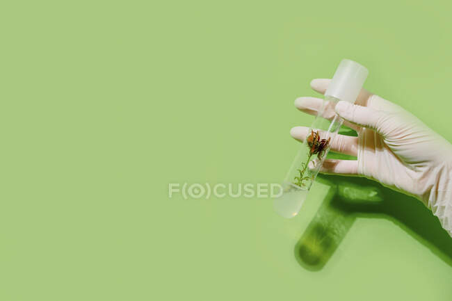 Crop unrecognizable scientist with plant in plastic tube on green background in studio — Fotografia de Stock