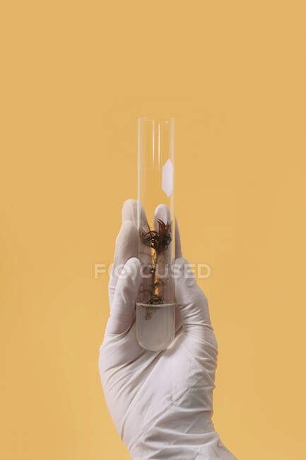 Crop scienziato irriconoscibile con pianta in tubo di plastica su sfondo giallo in studio — Foto stock