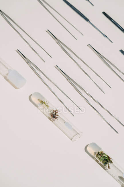 Сверху пинцет и стеклянные колбы с растениями, расположенными рядами на белом столе для биотехнологических экспериментов — стоковое фото