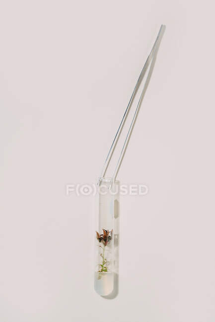 From above of tweezers and glass flasks with plants arranged in rows on white table for biotechnological experiments — Stock Photo