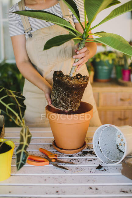 Junge Floristin in Schürze pflanzt grüne Pflanze in Keramiktopf, während sie im professionellen Floristikstudio arbeitet — Stockfoto