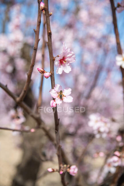 Wooden twig with almond pink blooms flowers during springtime against blue sky — Photo de stock