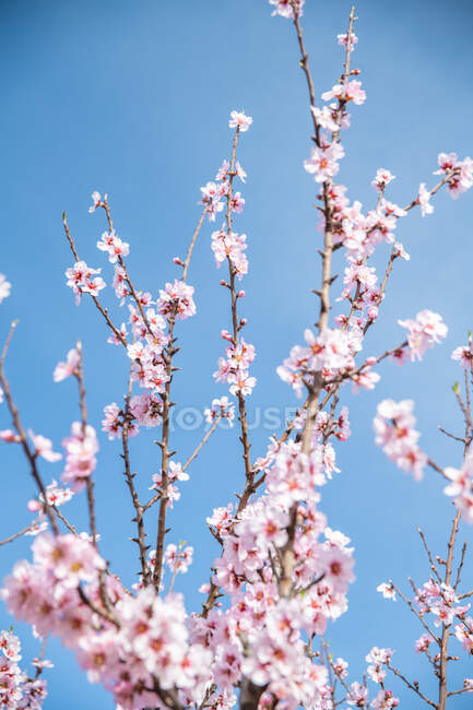 Wooden twig with almond pink blooms flowers during springtime against blue sky — Fotografia de Stock