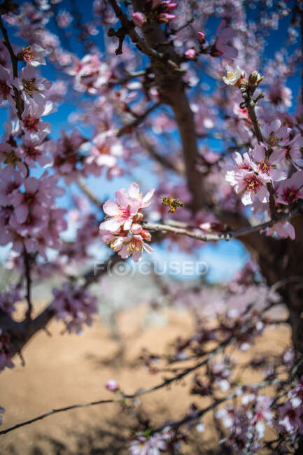 Fleißige Biene schlürft süßen Nektar auf zartrosa Blume, die an blühenden Mandelbäumen im Frühlingsgarten an sonnigen Tagen wächst — Stockfoto
