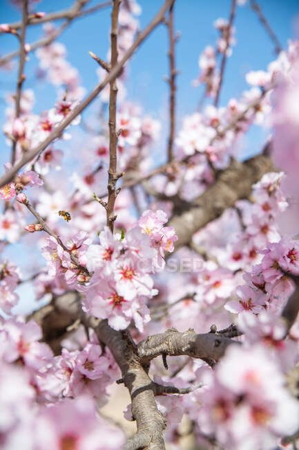 Працьовита бджола просіює солодкий нектар на ніжно-рожевій квітці, що росте на квітучому мигдалевому дереві в весняному саду в сонячний день — стокове фото