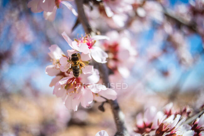 Abeja trabajadora sorbiendo néctar dulce en tierna flor rosa creciendo en el almendro en flor en el jardín de primavera en el día soleado - foto de stock