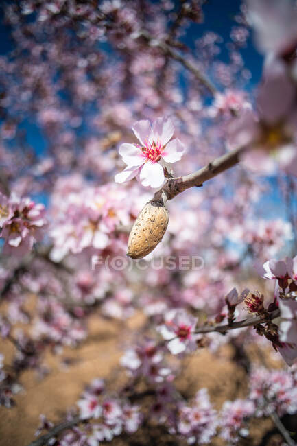 Closeup of almond nut on wooden twig with pink blooms flowers during springtime — Fotografia de Stock