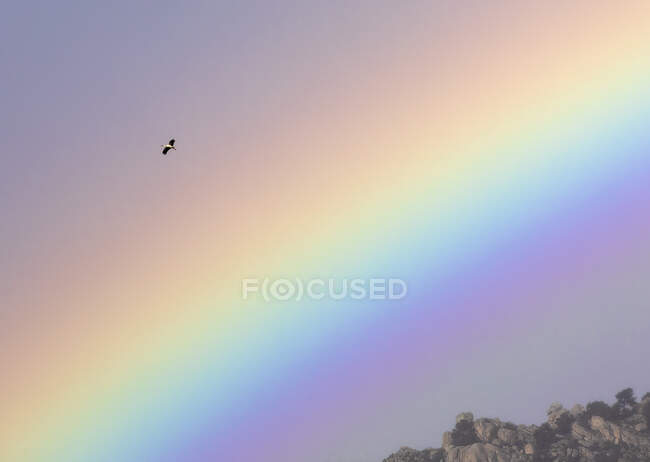 Pájaro volando a través del arco iris vívido en el cielo nublado sobre la cresta de montaña - foto de stock
