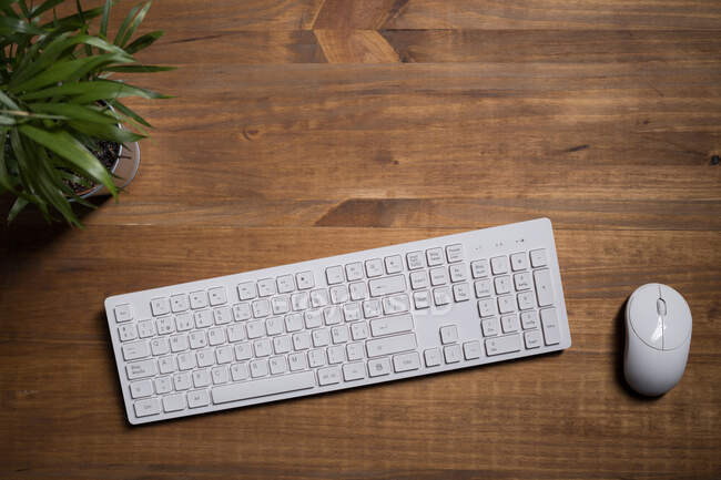 Вид зверху на білу сучасну клавіатуру і мишу, розміщену на дерев'яному столі біля зеленого горщика рослини — стокове фото
