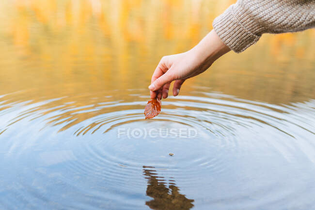 Crop anonymous female tourist with autumn leaf reflecting in water with circles in daylight — Stock Photo
