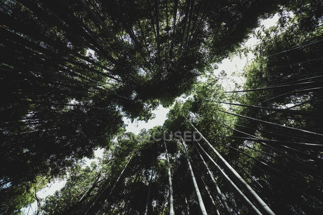 Знизу видніються величні дерева, що ростуть у дивовижному лісі в Токіо. — стокове фото