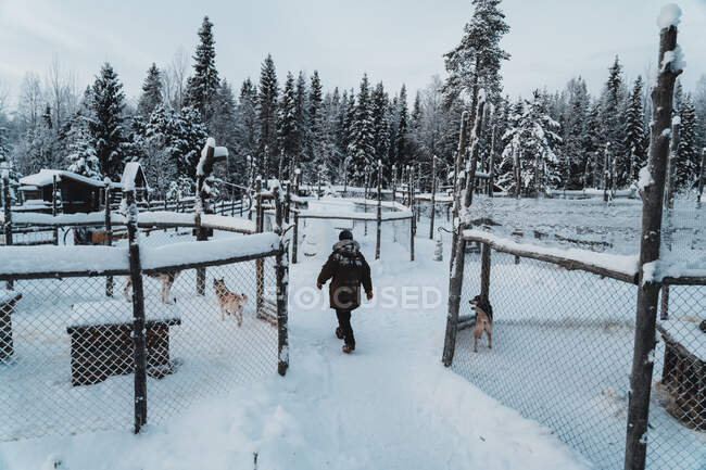 Visão traseira de viajante irreconhecível em outerwear quente andando em terreno nevado perto de cães de trenó em pé em canis perto de floresta de coníferas contra o céu nublado — Fotografia de Stock