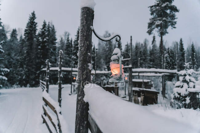 Ліхтар висить на грубому стовпі біля засніженого шляху і високих ялинових дерев в зимовий час — стокове фото