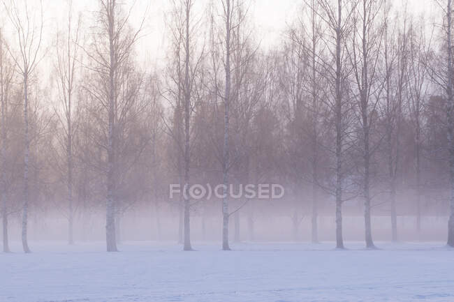 Paesaggio spettacolare di cielo nebbioso su alberi privi di foglie che crescono su terreni innevati nella giornata invernale nuvolosa — Foto stock