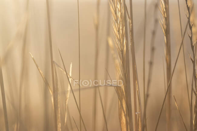 Primer plano de hierba seca y espiguillas de trigo creciendo en el campo durante la hora dorada - foto de stock
