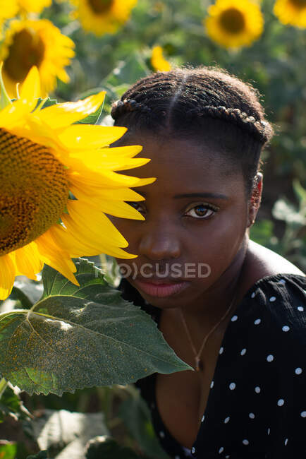 Ruhige Afroamerikanerin berührt zart blühende Sonnenblumen, während sie im Sommer die Natur auf dem Feld genießt — Stockfoto
