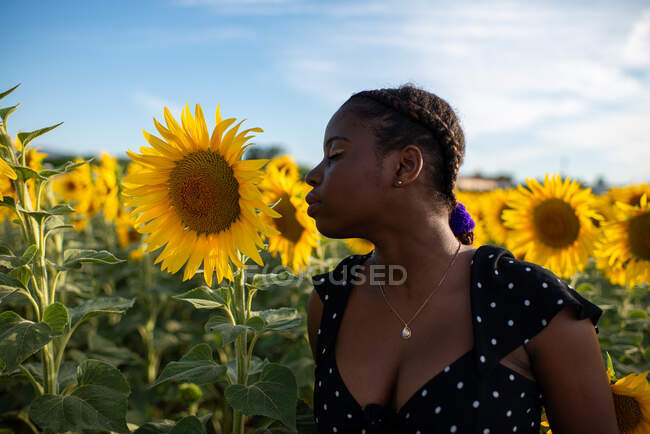 Ніжна чорна жінка пахне ароматним жовтим соняшником, стоячи на полі і насолоджуючись літом — стокове фото