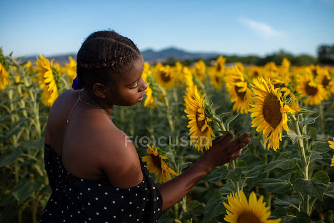 Спокійна афроамериканська самиця лагідно торкається соняшника, насолоджуючись природою на полі влітку. — стокове фото