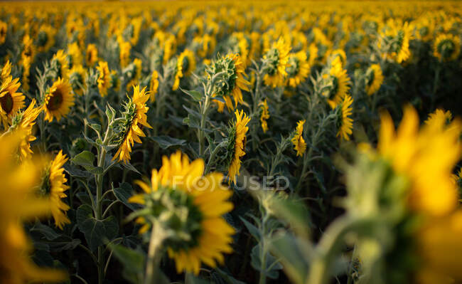 Высокий угол цветущего подсолнечного поля, освещенного солнечным светом в сельской местности летом — стоковое фото