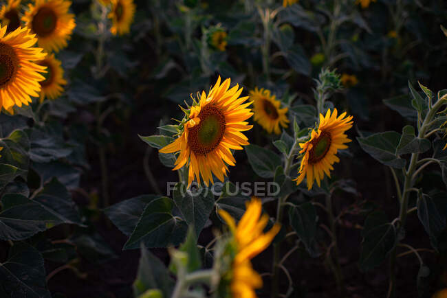 Grand angle de floraison champ de tournesol éclairé par la lumière du soleil dans la campagne en été — Photo de stock