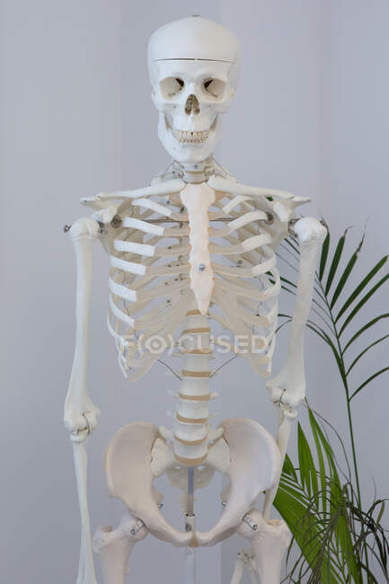 Esqueleto humano con cráneo y huesos acanalados cerca de la planta en crecimiento y la pared blanca en la habitación - foto de stock