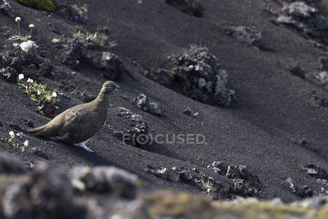 Llenar el cuerpo salvaje curiosa codorniz sentado en el terreno de arena negra con piedras dispersas en la naturaleza a la luz del día - foto de stock