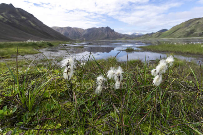 Picturesque scenery of calm marshland with growing lush cotton grass and surrounded by rough rocky mountains under blue sky — Stock Photo