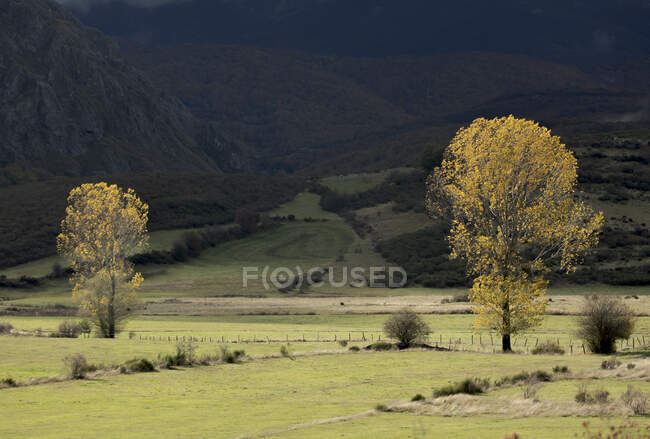 Cenário pitoresco de vasto vale verde com árvores amarelas e arbustos contra colinas verdejantes no dia de outono claro — Fotografia de Stock