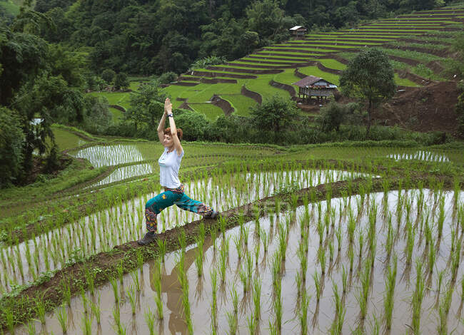 Mujer adulta en forma de cuerpo completo con ropa casual realizando Crescent Lunge Pose mientras practica yoga en un extenso campo de arroz abundante en Tailandia - foto de stock
