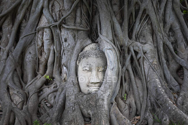 Antigua cabeza de Buda incrustada en las raíces del viejo árbol de Banyan que crece en el territorio del templo de Wat Mahathat en Ayutthaya - foto de stock