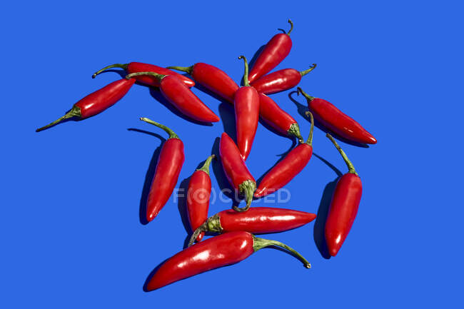 Composición de vista superior con pimientos exóticos frescos rojos utilizados como especia o condimento para dar sabor a los alimentos sobre fondo azul - foto de stock