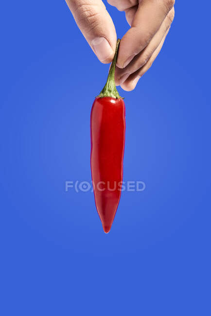 Crop anonymous person demonstrating ripe chili pepper with pungent taste against blue background — Stock Photo