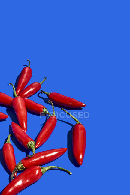 Composição de vista superior com pimentas exóticas frescas vermelhas usadas como tempero ou condimento para dar sabor a alimentos em fundo azul — Fotografia de Stock