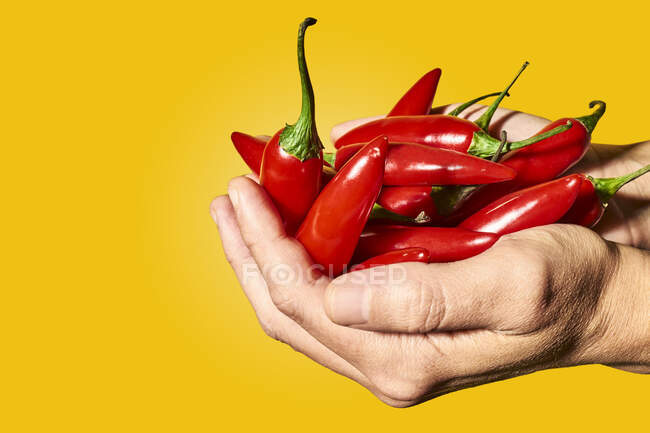 Crop anonymous person demonstrating handful of chili pepper used for spicy ingredient in cooking against yellow background — Stock Photo