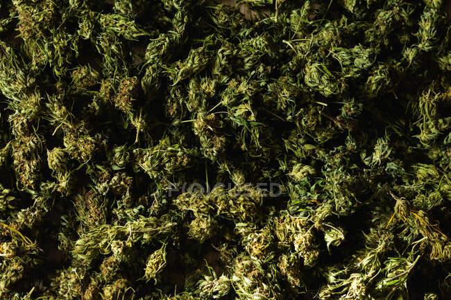 Vista dall'alto dello sfondo strutturato di cime verdi di cannabis poste sul tavolo — Foto stock