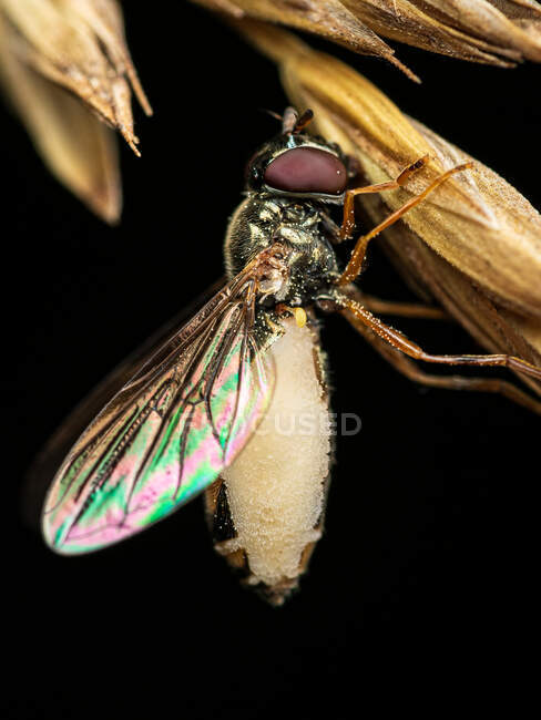 Close-up de mosca afetada pelo fungo zumbi entomophthora muscae — Fotografia de Stock