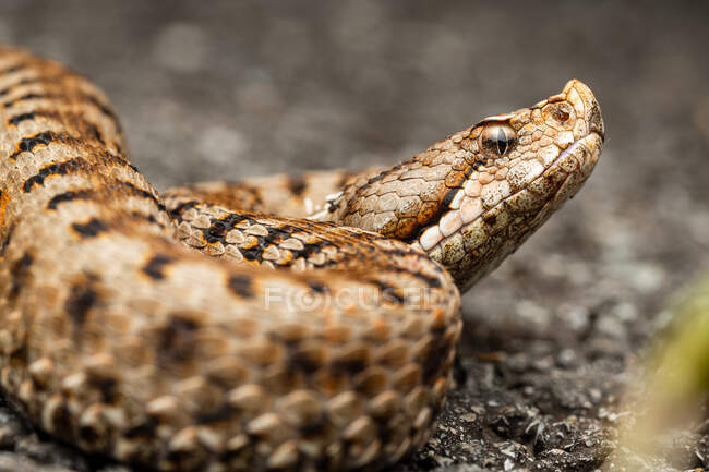 Close up of the asp viper (Vipera aspis) — Stock Photo