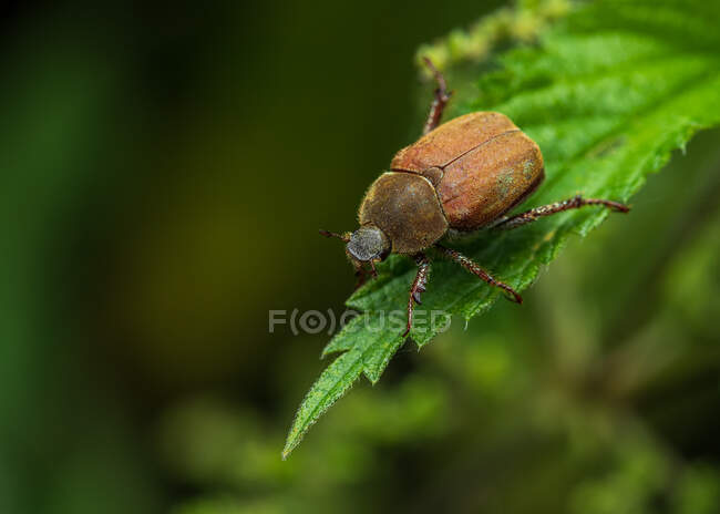 Gros plan sur les coléoptères bleus (Hoplia coerulea) femelles — Photo de stock