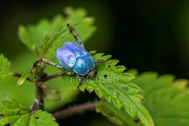 Primo piano di coleotteri blu (Hoplia coerulea) maschio — Foto stock