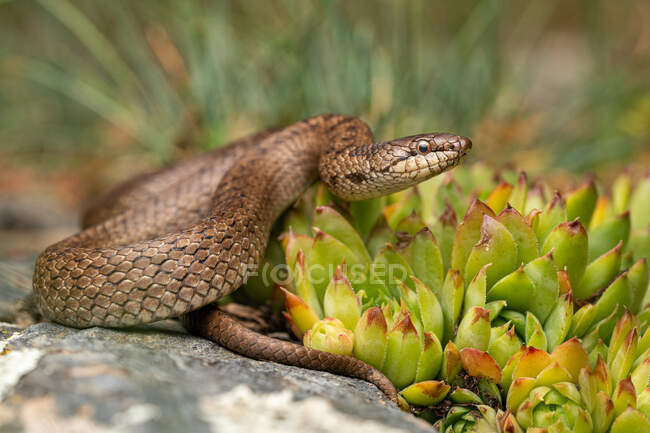 La serpiente lisa (Coronella austriaca) - foto de stock